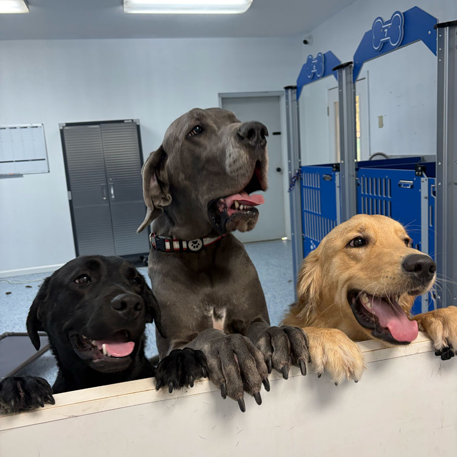 Dogs at Golden Spots