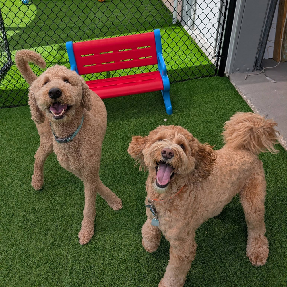 Dogs playing at Golden Spots