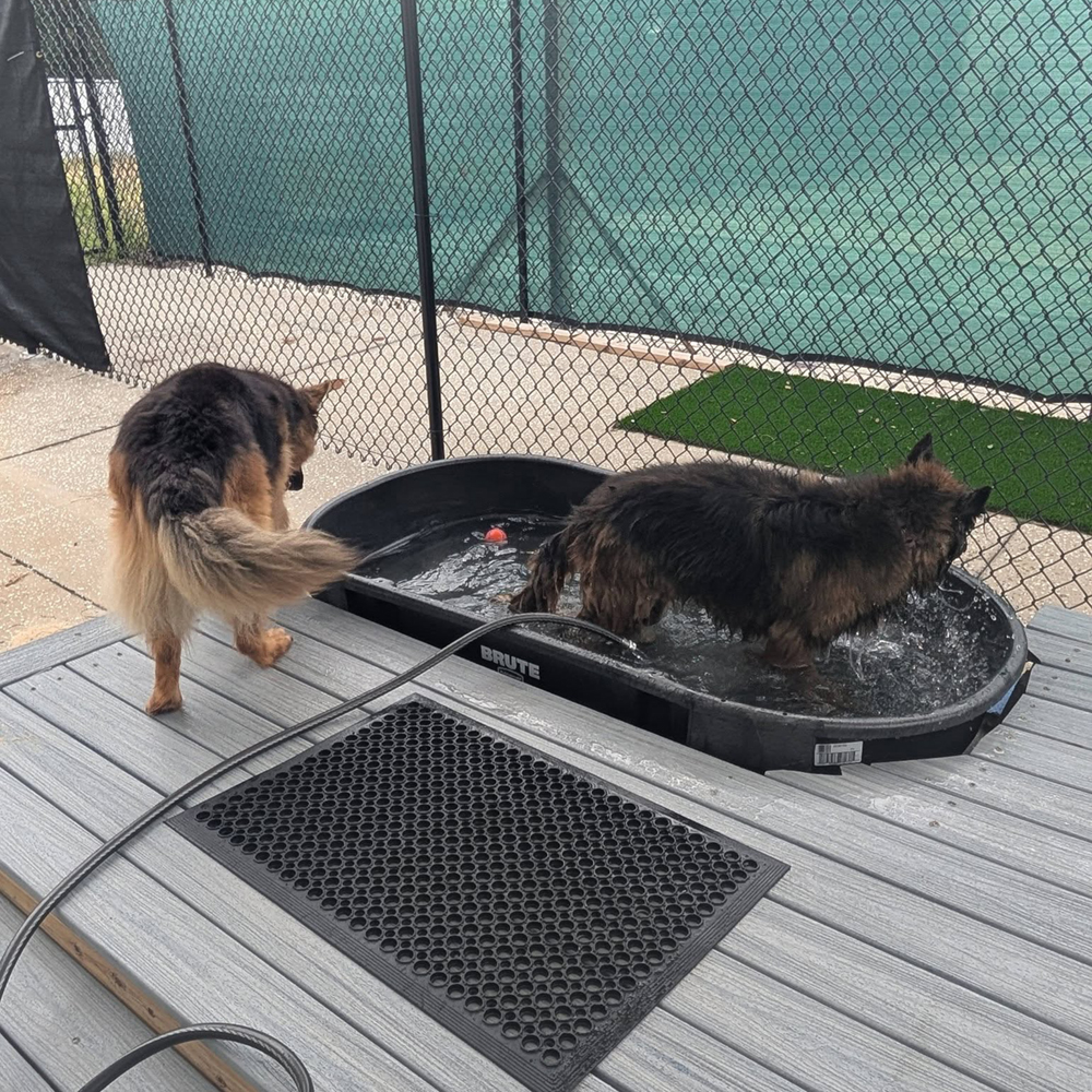 Dogs playing at Golden Spots