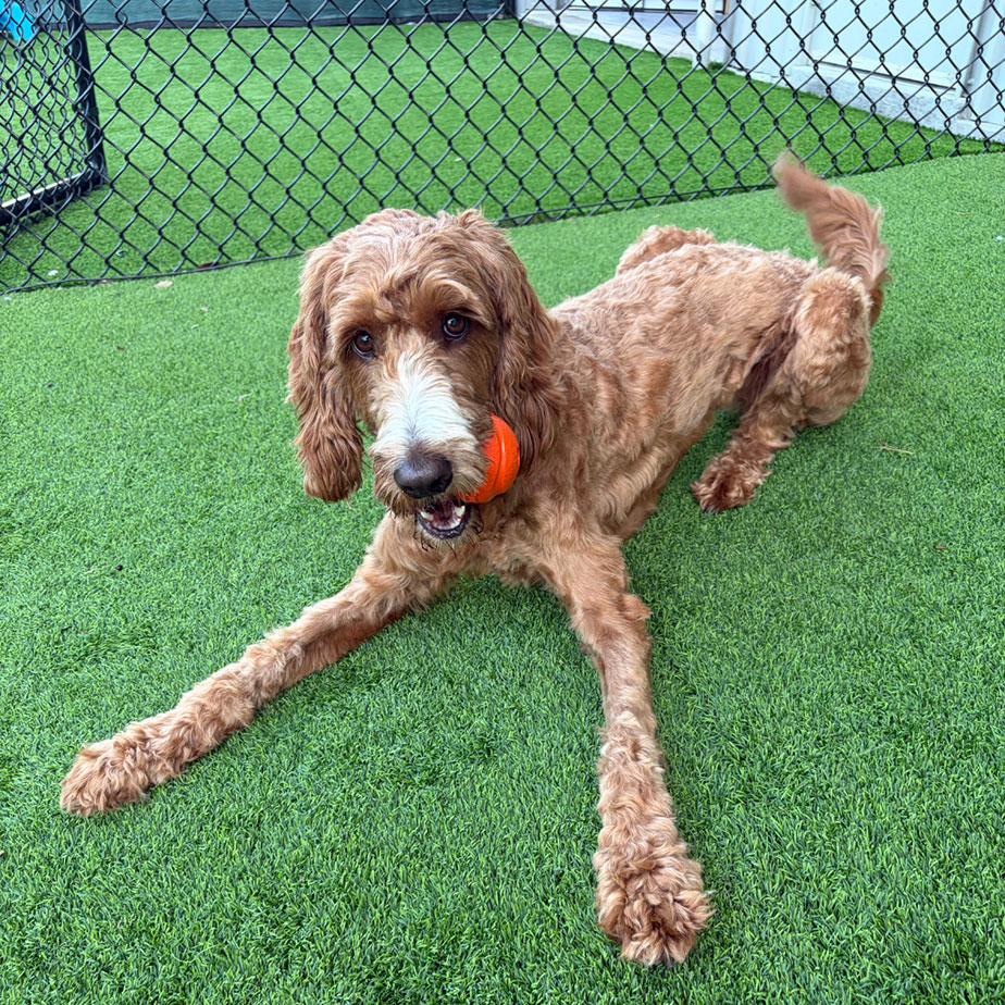 Dog playing at Golden Spots