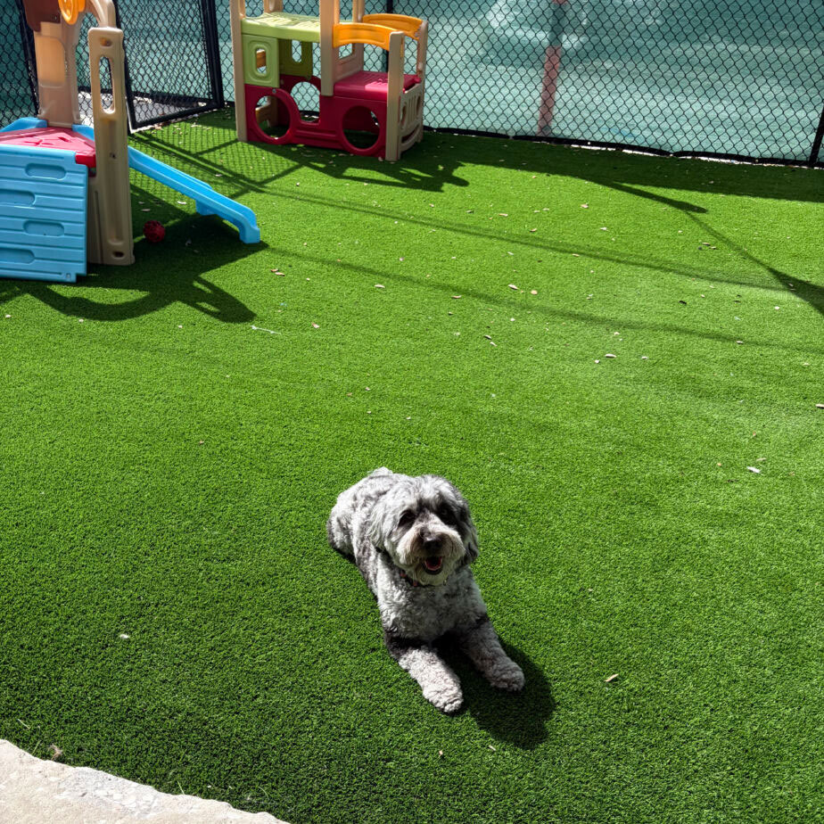 Dog playing at Golden Spots