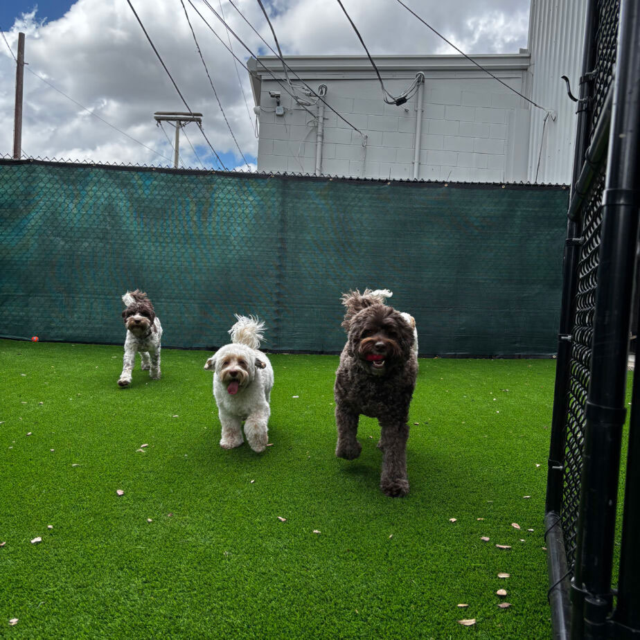 Dogs playing at Golden Spots