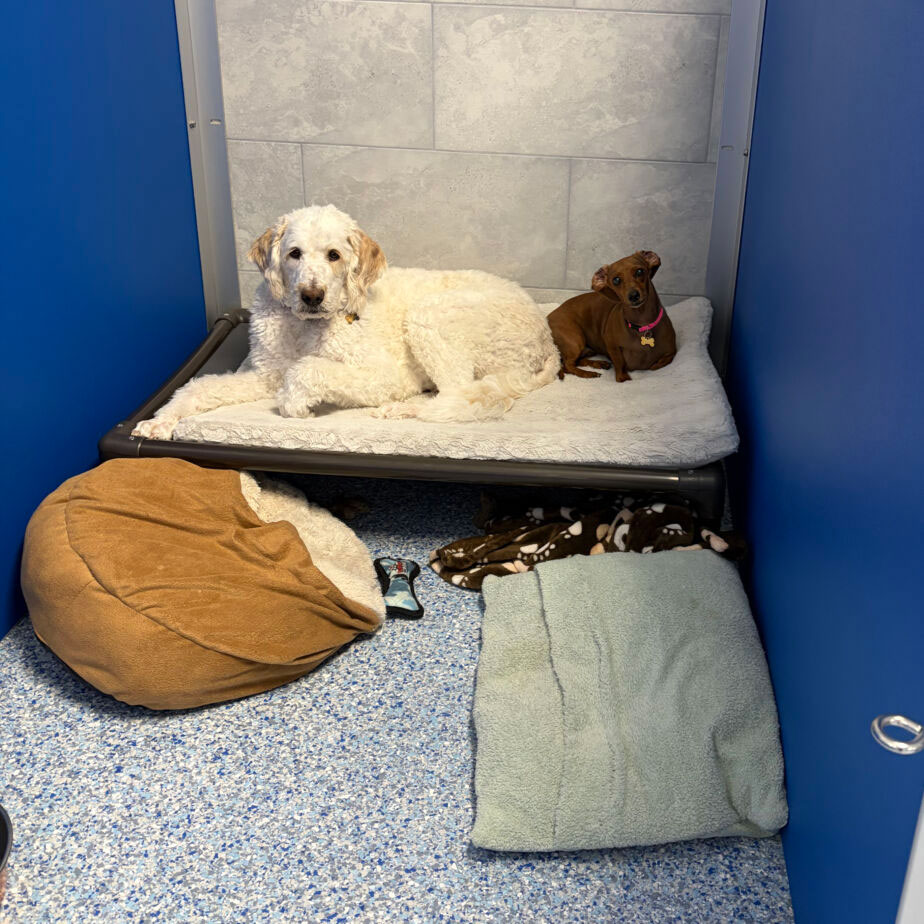 Dogs inside at Golden Spots