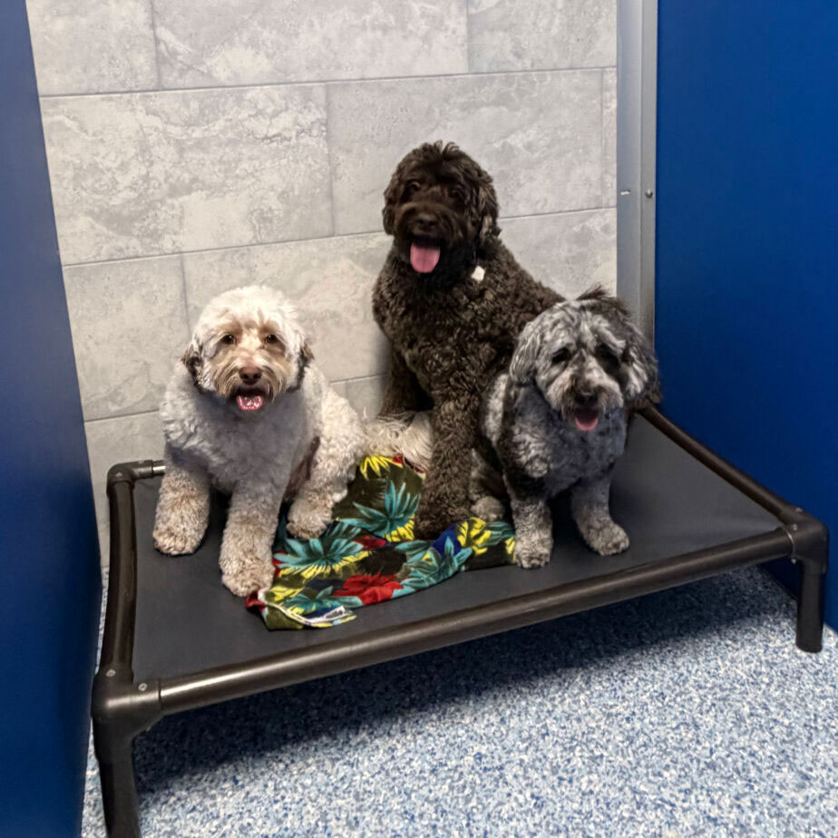 Dogs inside at Golden Spots