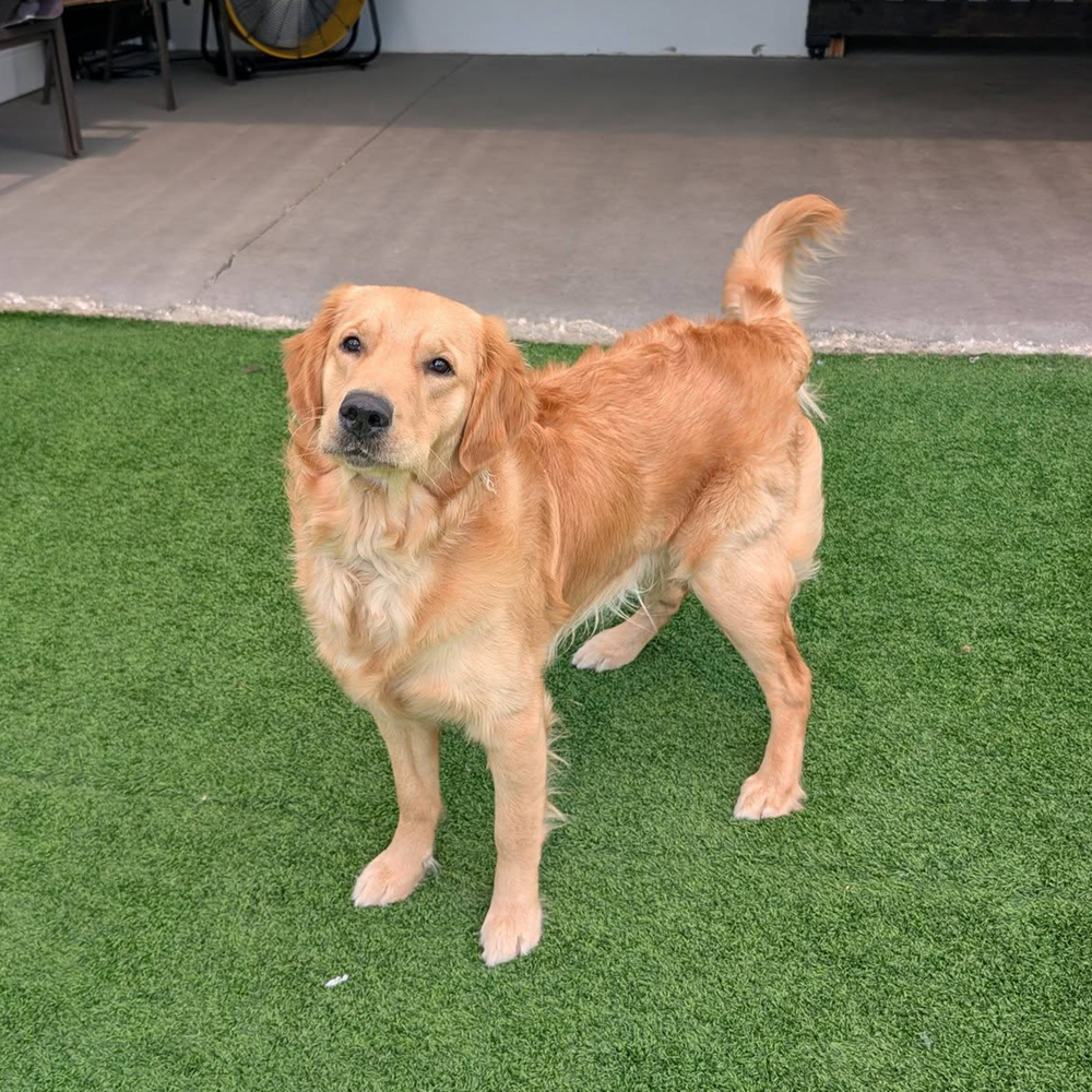 Dogs playing at Golden Spots