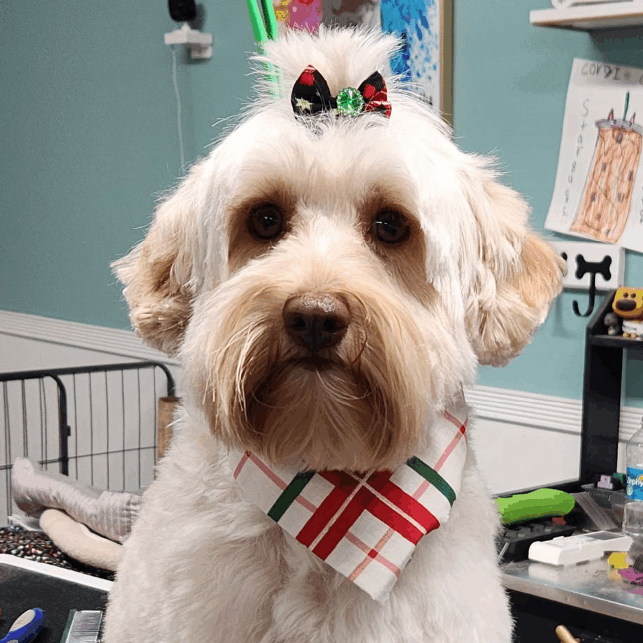 Groomed dog at Golden Spots