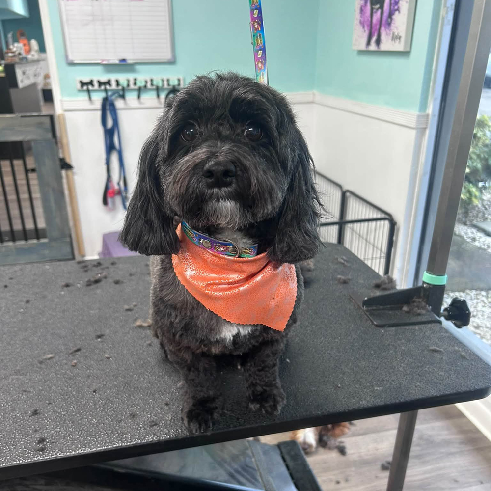 Groomed dog at Golden Spots