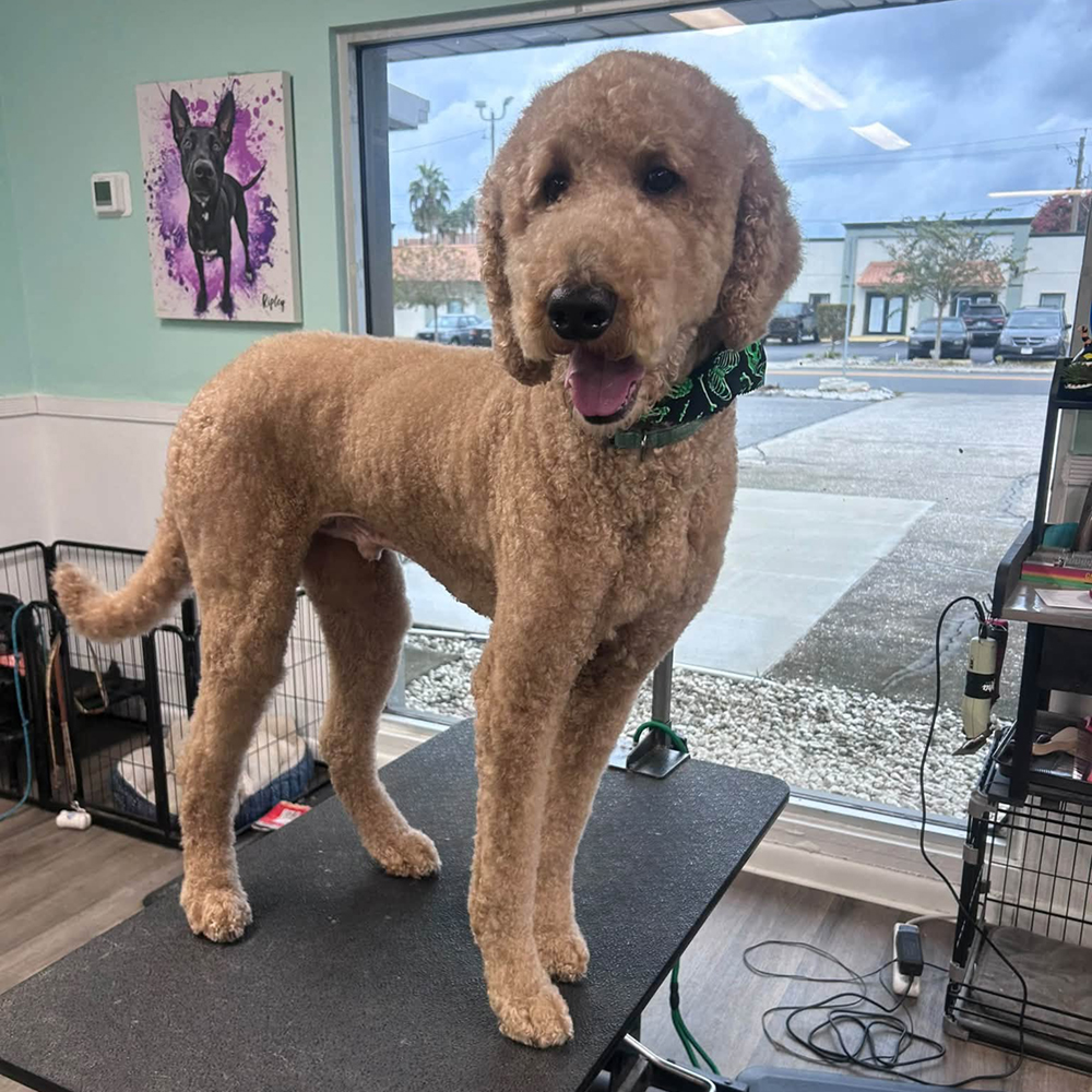 Groomed dog at Golden Spots