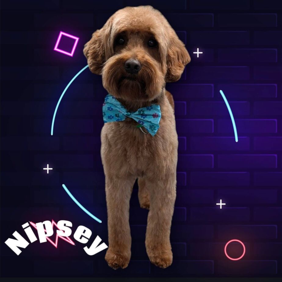 Groomed dog at Golden Spots