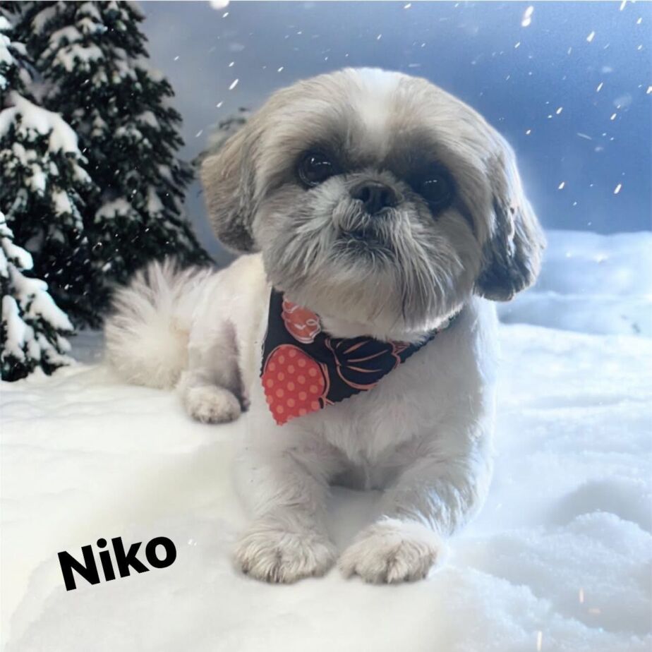 Groomed dog at Golden Spots