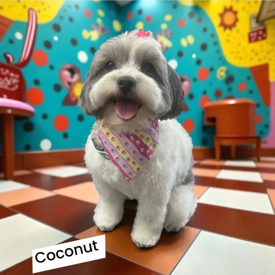 Groomed dog at Golden Spots