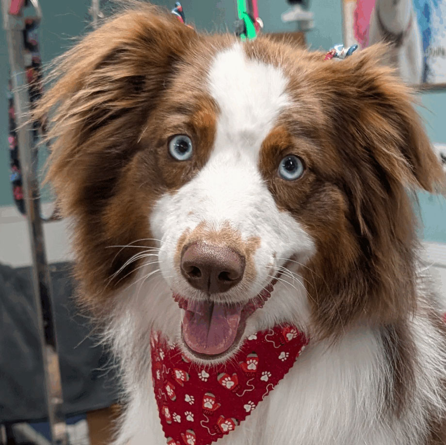 Dog grooming at Golden Spots