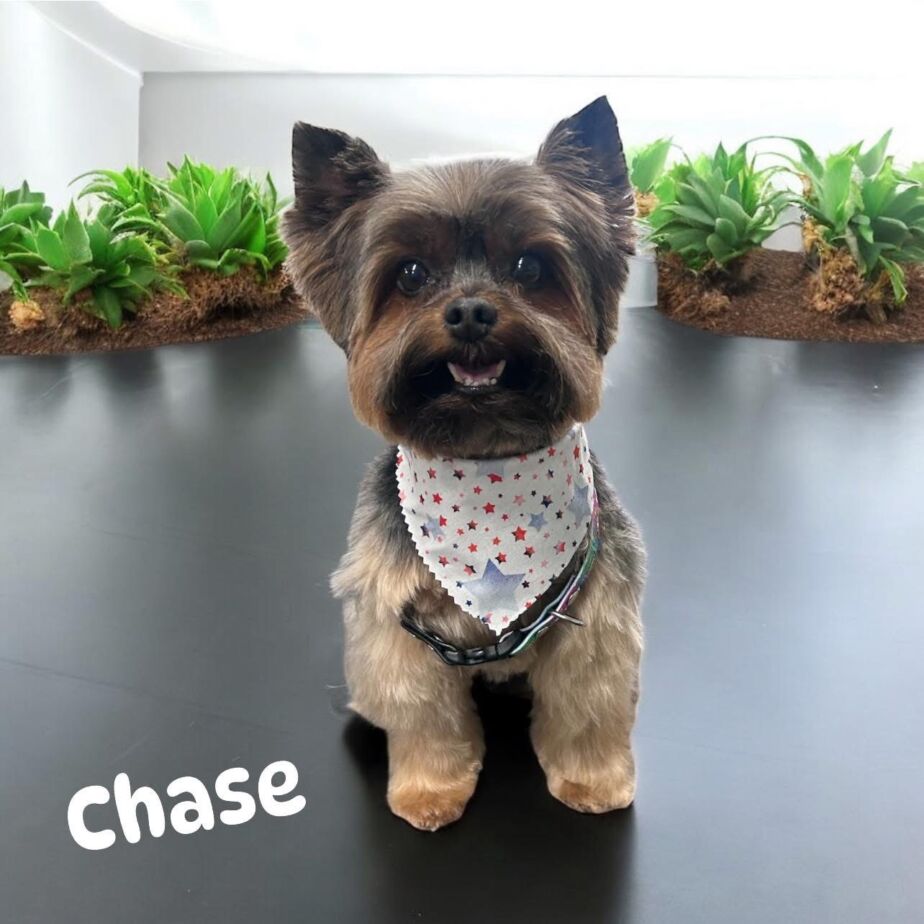 Groomed dog at Golden Spots