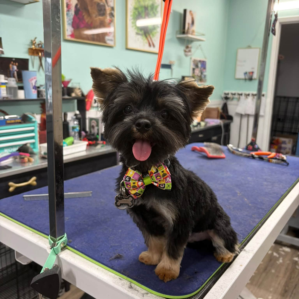 Groomed dog at Golden Spots