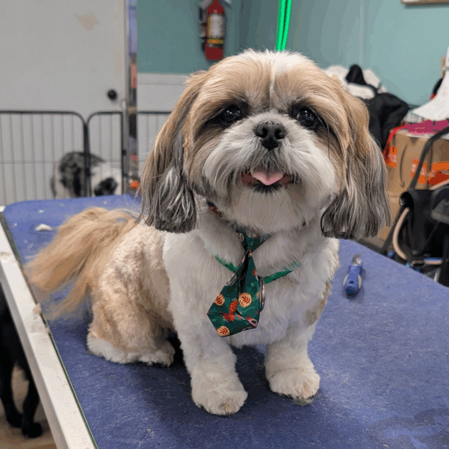 Happy dog at Golden Spots Pet Grooming and Suites